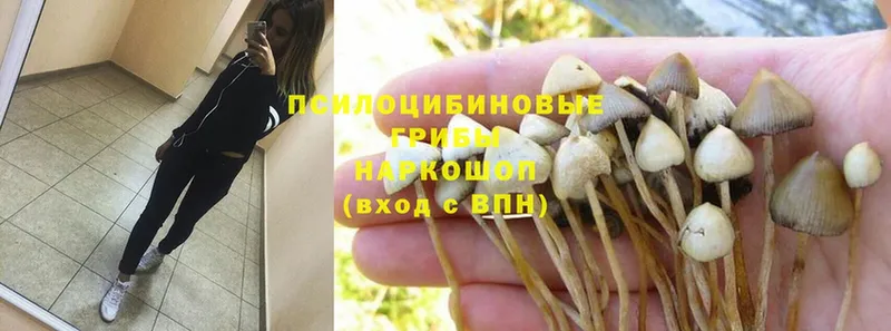 Галлюциногенные грибы Psilocybe  ссылка на мегу ТОР  Зверево  что такое наркотик 